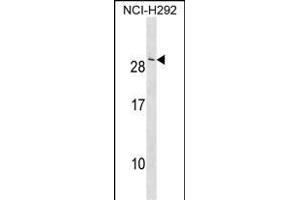 CRADD Antibody (Center) (ABIN1538574 and ABIN2850231) western blot analysis in NCI- cell line lysates (35 μg/lane). (CRADD antibody  (AA 69-98))