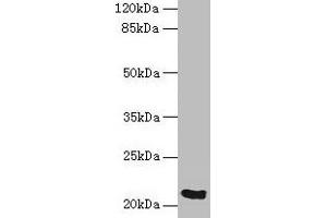 Western blot All lanes: SPCS3 antibody at 0. (SPCS3 antibody  (AA 33-180))