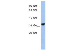 CYC1 antibody used at 1 ug/ml to detect target protein.