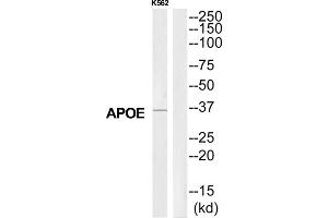Western Blotting (WB) image for anti-Apolipoprotein E (APOE) (C-Term) antibody (ABIN1852738) (APOE antibody  (C-Term))