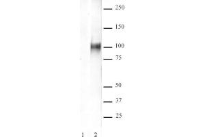 HIF-1 alpha antibody (pAb) tested by Western blot. (HIF1A antibody  (N-Term))