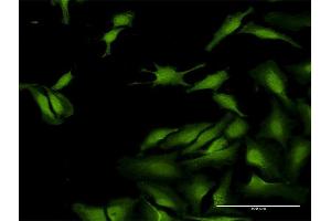 Immunofluorescence of purified MaxPab antibody to SCGN on HeLa cell. (SCGN antibody  (AA 1-276))
