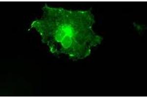 Image no. 2 for anti-Fc Fragment of IgG, Low Affinity IIa, Receptor (CD32) (FCGR2A) antibody (ABIN1497258) (FCGR2A antibody)