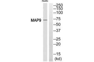 Western blot analysis of extracts from HuvEc cell, using MAP9 antibody. (MAP9 antibody)
