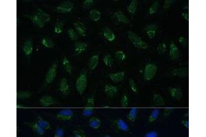 Immunofluorescence analysis of U-2 OS cells using PHB2 Polyclonal Antibody at dilution of 1:100 (40x lens). (Prohibitin 2 antibody)