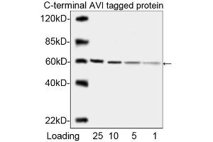 Western Blot analysis of AVI-tagged fusion protein using ABIN1574261. (Avi-Tag antibody)