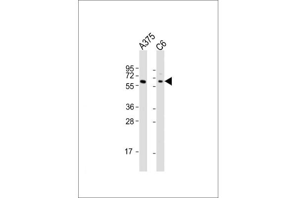 SOX10 anticorps  (AA 231-259)