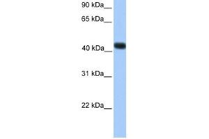 WB Suggested Anti-SSBP4 Antibody Titration:  0. (SSBP4 antibody  (C-Term))
