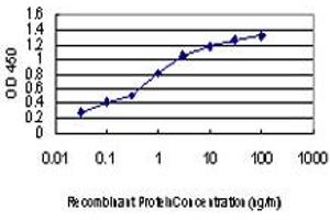 Detection limit for recombinant GST tagged KSR2 is approximately 0. (KSR2 antibody  (AA 411-500))