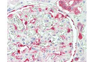 Anti-NQO1 antibody IHC staining of human kidney. (NQO1 antibody  (AA 263-274))