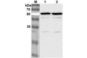 Western blot analysis of 3T3-L1 cell lysate using anti-Nampt (Visfatin/PBEF) mAb (OMNI379)  at 1:2000 dilution.
