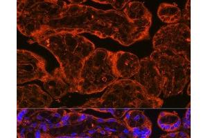 Immunofluorescence analysis of Human placenta using FSTL1 Polyclonal Antibody at dilution of 1:100. (FSTL1 antibody)