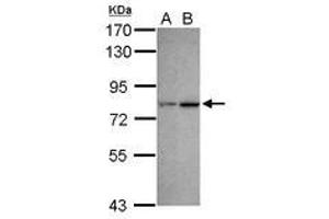 Image no. 3 for anti-Chromodomain Protein, Y-Like (CDYL) (AA 1-544) antibody (ABIN1497464) (CDYL antibody  (AA 1-544))