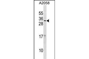 RNASE9 Antibody (C-term) (ABIN1881753 and ABIN2838836) western blot analysis in  cell line lysates (35 μg/lane).