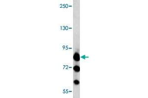 Western blot analysis of K-562 cell lysate (35 ug/lane) with MARK3 polyclonal antibody . (MARK3 antibody  (C-Term))