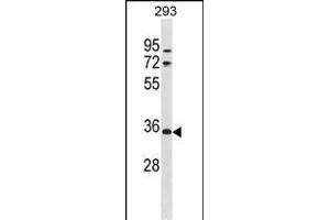 VSIG2 Antibody (C-term) (ABIN1881996 and ABIN2839009) western blot analysis in 293 cell line lysates (35 μg/lane).