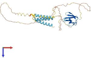 Transmembrane and Ubiquitin-Like Domain Containing 2 (TMUB2) (AA 1-321) protein (His tag)