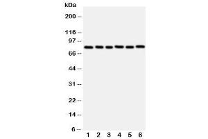 Western Blotting (WB) image for anti-V-Myb Myeloblastosis Viral Oncogene Homolog (Avian)-Like 2 (MYBL2) (N-Term) antibody (ABIN3029533)