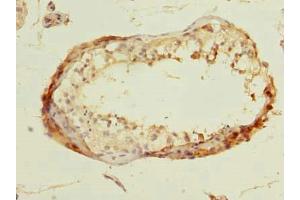 Immunohistochemistry of paraffin-embedded human testis tissue using ABIN7165246 at dilution of 1:100 (DBF4B/DRF1 antibody  (AA 1-300))