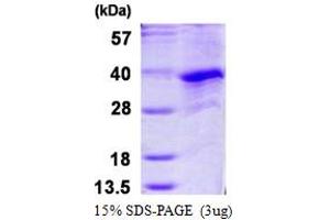 SDS-PAGE (SDS) image for Cyclin G1 (CCNG1) (AA 1-295) protein (His tag) (ABIN667630) (Cyclin G1 Protein (CCNG1) (AA 1-295) (His tag))