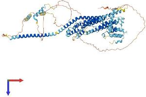 AlphaFold protein structure predicition of Human Recombinant GCFC2 Protein, UniprotID P16383 (GCFC2 Protein (AA 1-781) (His tag))