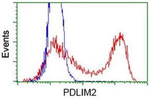 HEK293T cells transfected with either RC210022 overexpress plasmid (Red) or empty vector control plasmid (Blue) were immunostained by anti-PDLIM2 antibody (ABIN2454450), and then analyzed by flow cytometry. (PDLIM2 antibody)