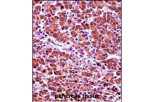 CELA3B Antibody (N-term) (ABIN657692 and ABIN2846683) immunohistochemistry analysis in formalin fixed and paraffin embedded human pancreas tissue followed by peroxidase conjugation of the secondary antibody and DAB staining. (Elastase 3B antibody  (N-Term))