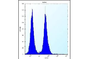 OR11L1 Antibody (C-term) (ABIN656446 and ABIN2845731) flow cytometric analysis of Jurkat cells (right histogram) compared to a negative control cell (left histogram). (OR11L1 antibody  (C-Term))