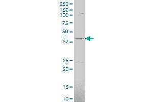 MVK antibody  (AA 297-396)