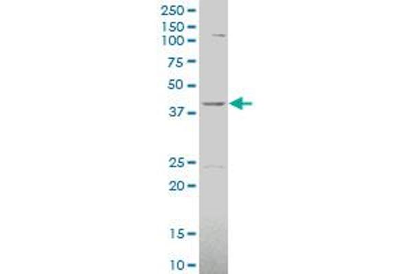 MVK antibody  (AA 297-396)