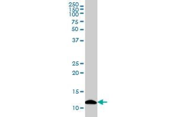 S100A7 antibody  (AA 1-101)