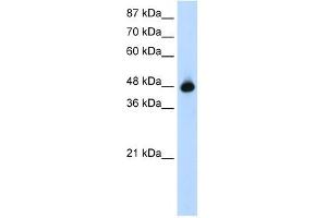 GTPBP9 antibody used at 1. (OLA1 antibody)