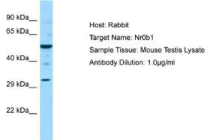 Western Blotting (WB) image for anti-Nuclear Receptor Subfamily 0, Group B, Member 1 (NR0B1) (C-Term) antibody (ABIN2777640)