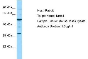 WB Suggested Anti-Nr0b1 Antibody   Titration: 1. (NR0B1 antibody  (C-Term))