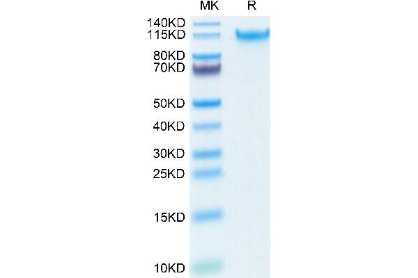 MANSC1 Protein (AA 27-385) (His tag)