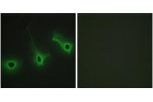 Immunofluorescence (IF) image for anti-Collagen, Type V, alpha 3 (COL5A3) (AA 221-270) antibody (ABIN2889917) (COL5A3 antibody  (AA 221-270))