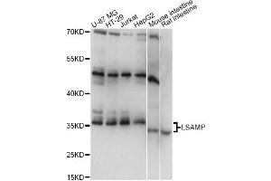 Western blot analysis of extracts of various cell lines, using LSAMP antibody (ABIN6292182) at 1:1000 dilution.