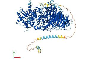 AlphaFold protein structure predicition of Human Recombinant MAN2A1 Protein, UniprotID Q16706 (alpha-Mannosidase II Protein (AA 1-1144) (His tag))