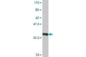 Western Blot detection against Immunogen (37. (SNX31 antibody  (AA 242-341))