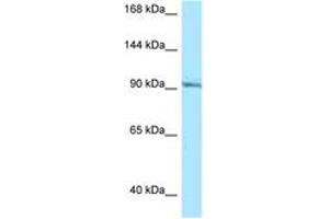 Image no. 1 for anti-RAS Guanyl Releasing Protein 1 (Calcium and DAG-Regulated) (RASGRP1) (AA 617-666) antibody (ABIN6748467) (RASGRP1 antibody  (AA 617-666))