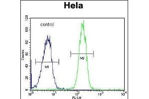 GALNT5 Antibody (N-term) (ABIN653934 and ABIN2843166) flow cytometric analysis of Hela cells (right histogram) compared to a negative control cell (left histogram). (GALNT5 antibody  (N-Term))