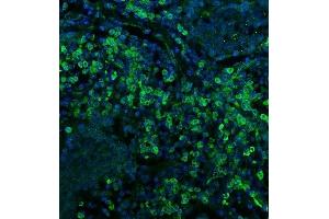 IF analysis of CD74 using anti-CD74 antibody (ABIN7603166). (CD74 antibody  (N-Term))