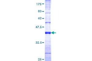 HECTD1 Protein (AA 3-110) (GST tag)