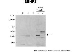Sample Type: 1. (SENP3 antibody  (N-Term))