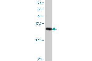 Western Blot detection against Immunogen (37. (TRIM13 antibody  (AA 1-100))