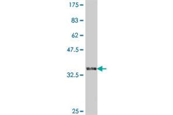 FBXW4 antibody  (AA 41-140)
