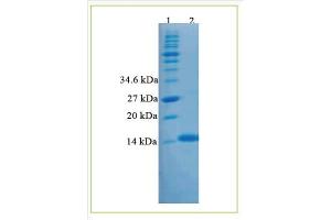 SDS-PAGE analysis of recombinant Activin B. (INHBB Protein (His tag))