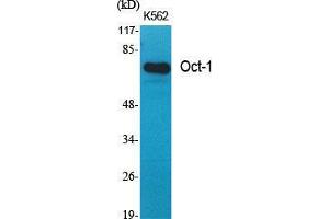 Western Blot (WB) analysis of specific cells using Oct-1 Polyclonal Antibody. (Oct-1 antibody  (N-Term))