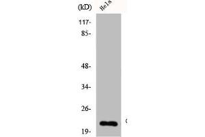 Western Blot analysis of HELA cells using Claudin-4 Polyclonal Antibody (Claudin 4 antibody  (C-Term))