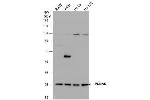 WB Image PSMA5 antibody detects PSMA5 protein by western blot analysis. (PSMA5 antibody  (Center))